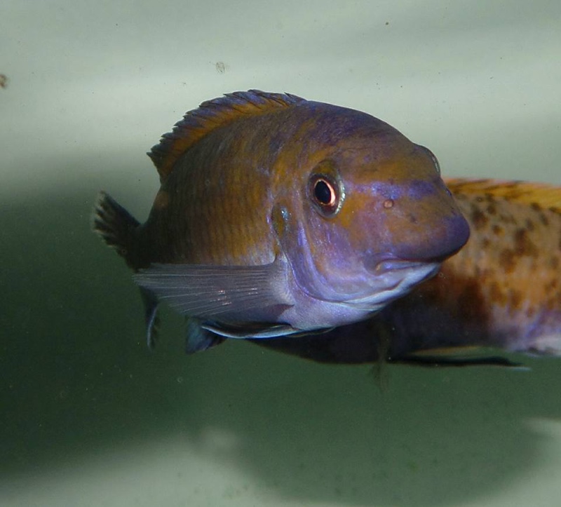 Labeotropheus fuelleborni 'Mbamba Bay'